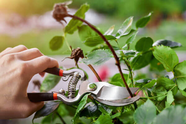Pruning